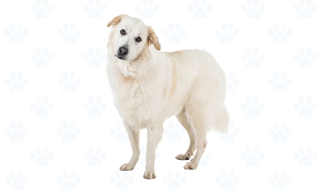 White w/ markings