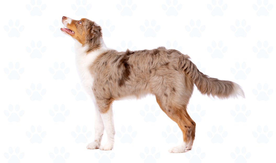 Red Merle