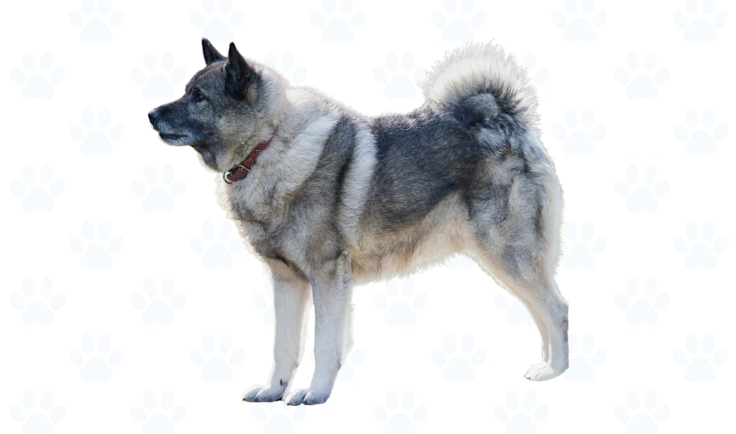 Silver-gray