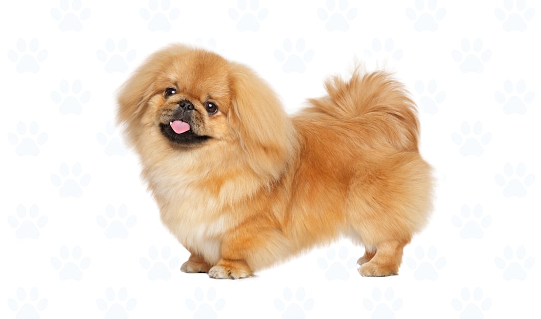 Biscuit